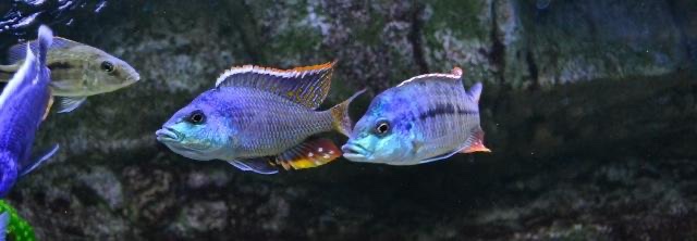 Protomelas similis 'Chiofu'
